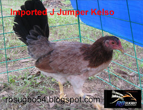 cock fighting johnny jumper rooster Cock fighting johnny jumper rooster